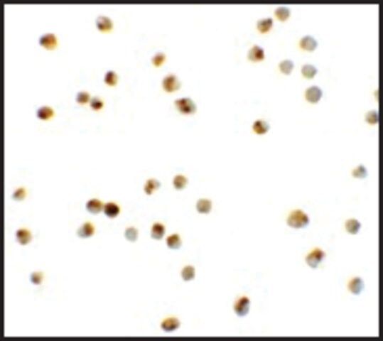 Anti-ATAD3A antibody produced in rabbit