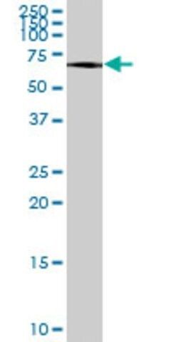 Anti-ATF7 antibody produced in mouse