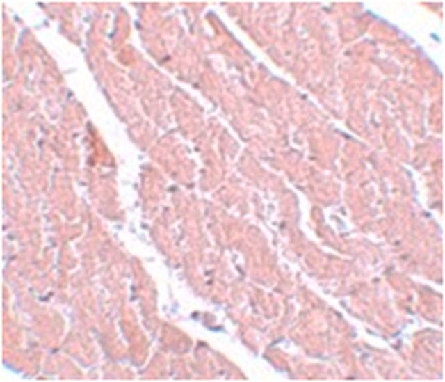 Anti-Atg13 Antibody