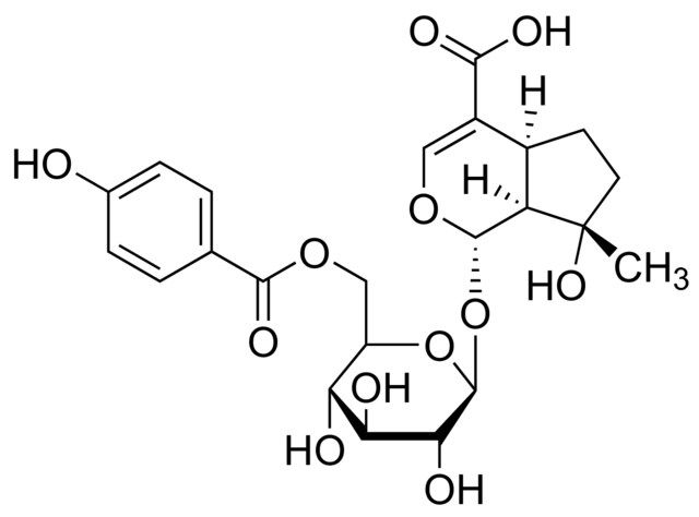 6′-(p-Hydroxybenzoyl)mussaenosidic acid