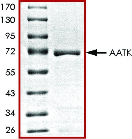 AATK, GST tagged from mouse