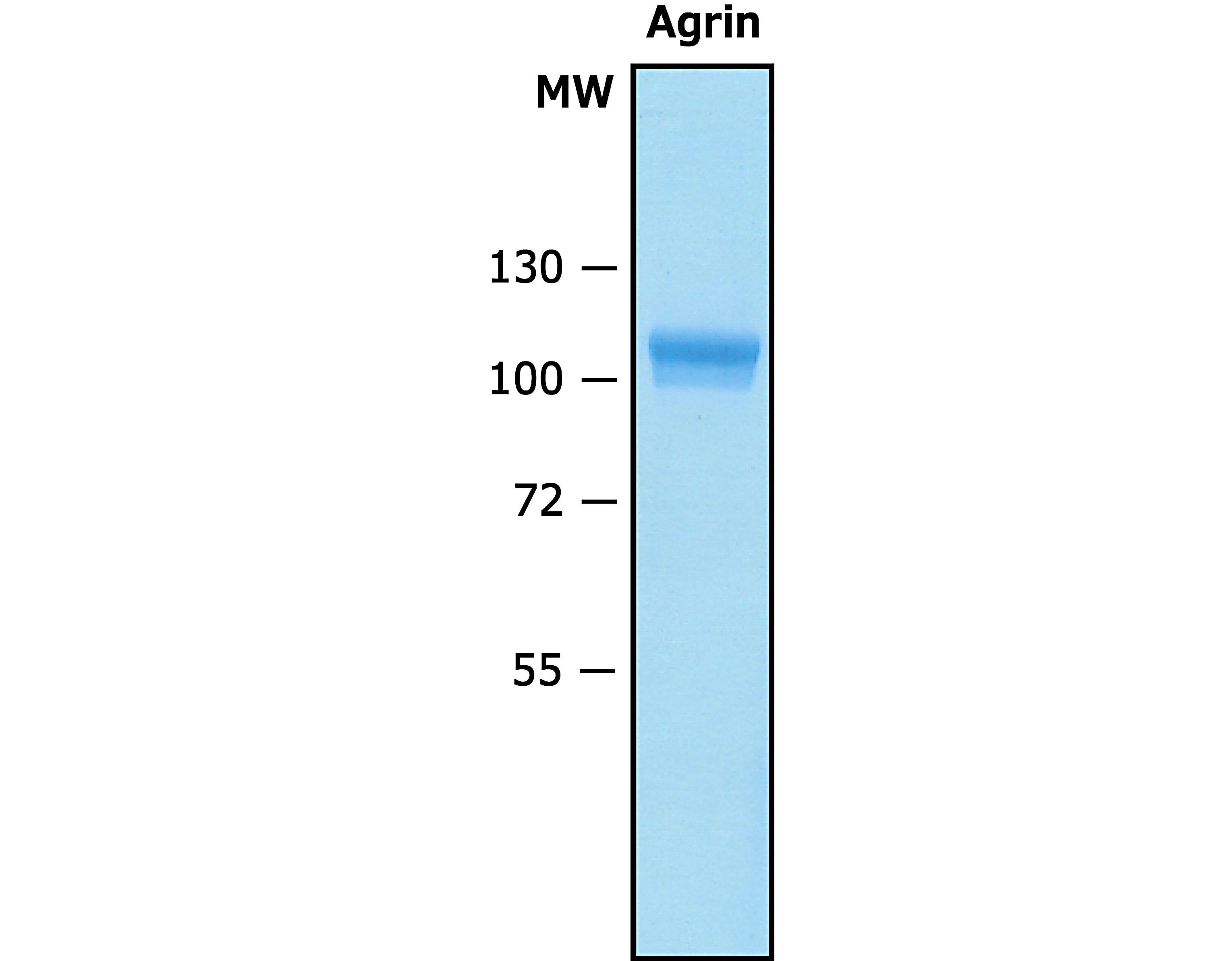 Agrin Human