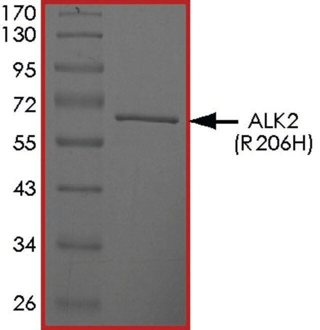 ALK2 (R206H), Active