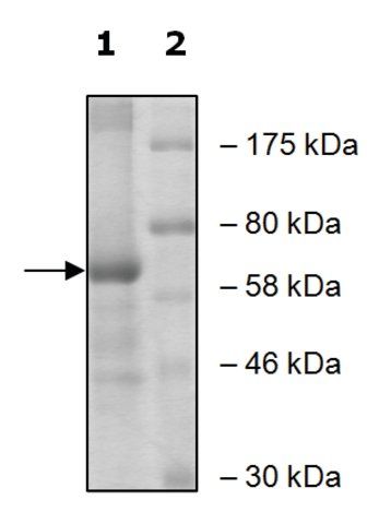 ALOX15 active human