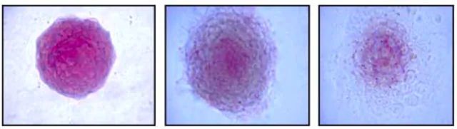 Alkaline Phosphatase Detection Kit