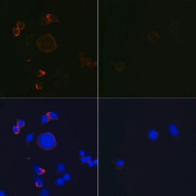 Anti- active + pro Caspase-3 antibody produced in rabbit