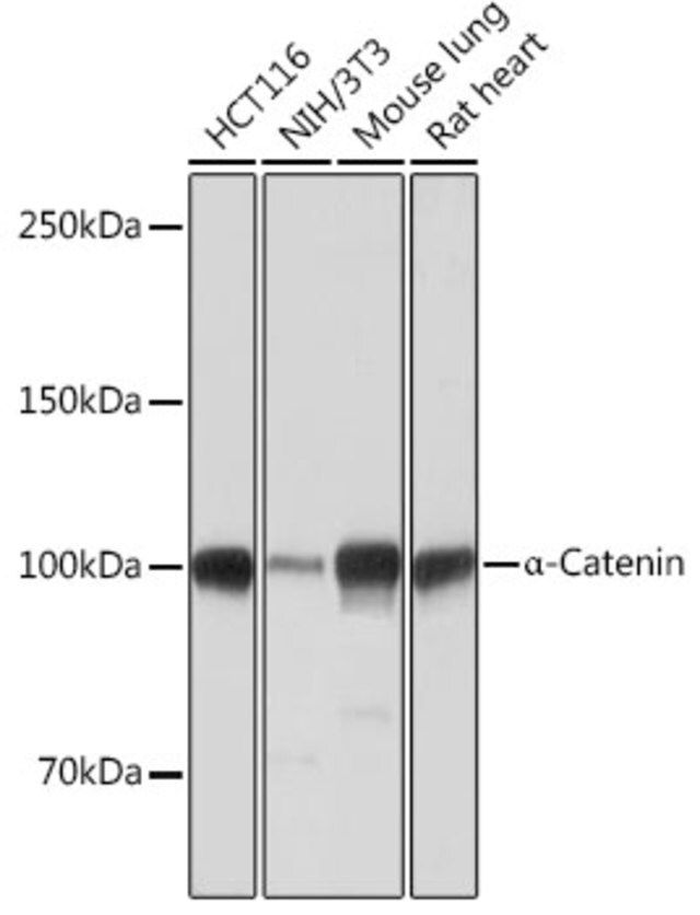 Anti- α-Catenin antibody produced in rabbit