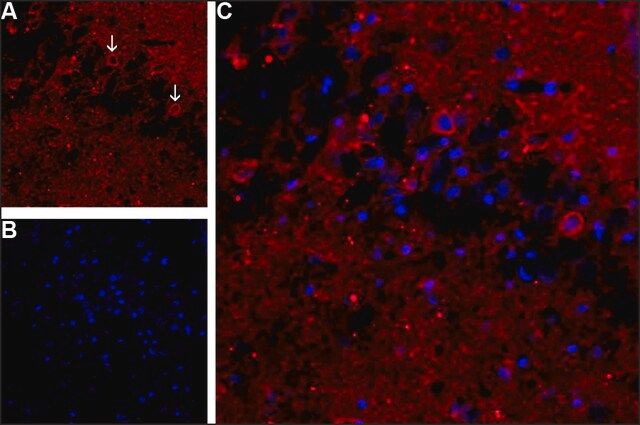 Anti-APP antibody produced in rabbit