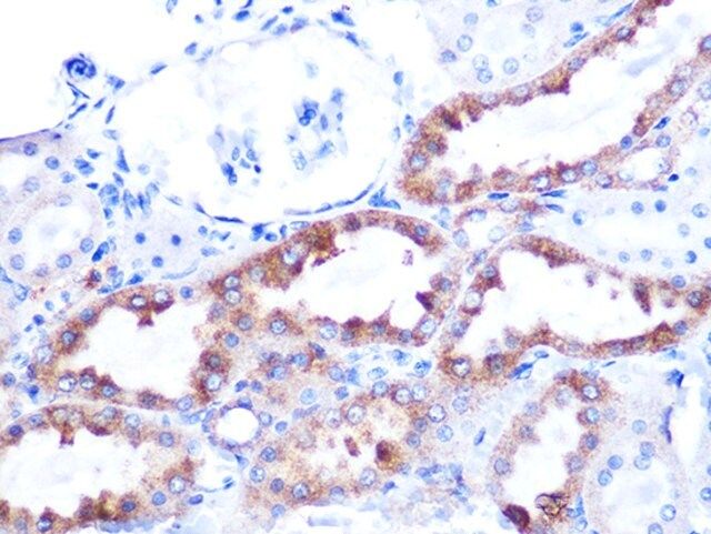 Anti- Cytochrome C antibody produced in rabbit