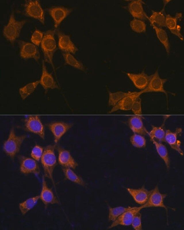 Anti- CD133 antibody produced in rabbit