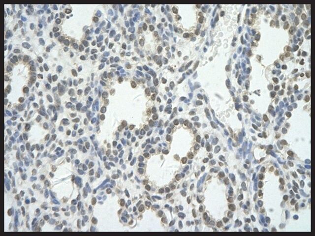 Anti-BRD7 antibody produced in rabbit