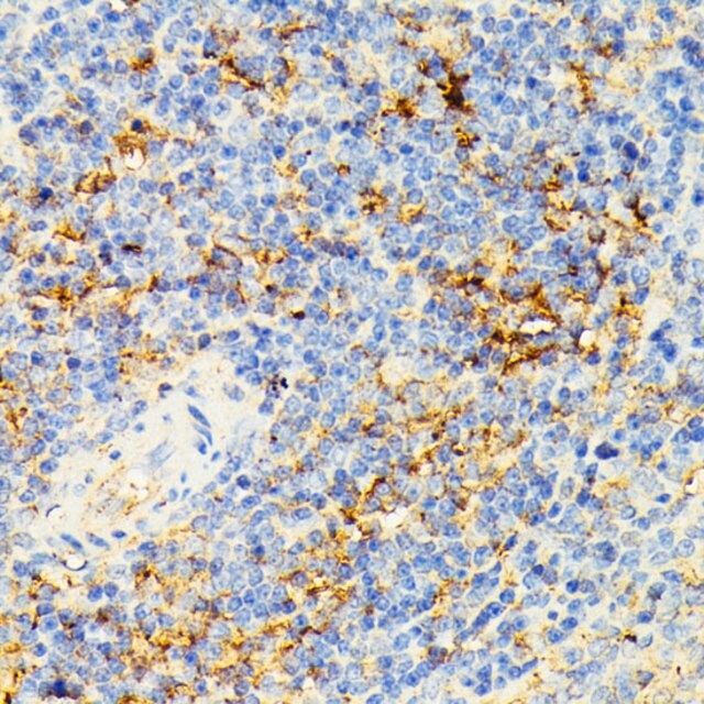 Anti- ECE1 antibody produced in rabbit