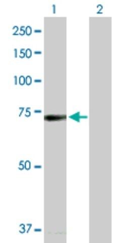 Anti-BRD4 antibody produced in rabbit