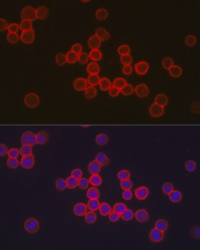 Anti- CD34 antibody produced in rabbit