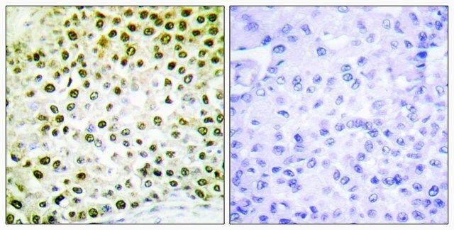 Anti-Histone H2B antibody produced in rabbit