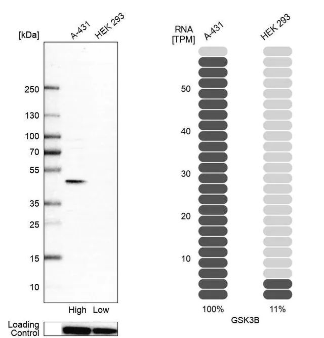 Anti-GSK3B antibody produced in rabbit