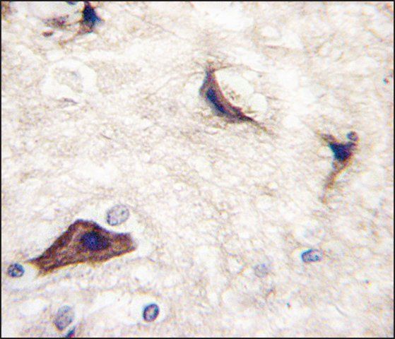 Anti-RASGRF1 (S929) antibody produced in rabbit