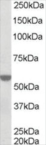 Anti-RXR α antibody produced in goat