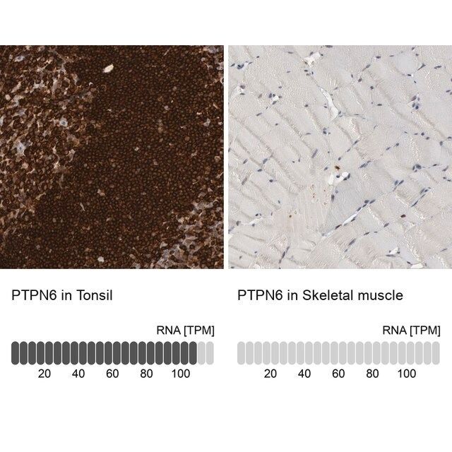 Anti-PTPN6 antibody produced in rabbit