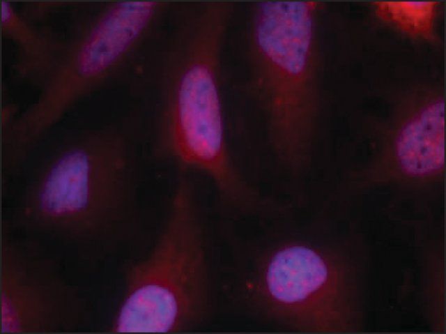 Anti-RPS6KA1 (Ab-348) antibody produced in rabbit
