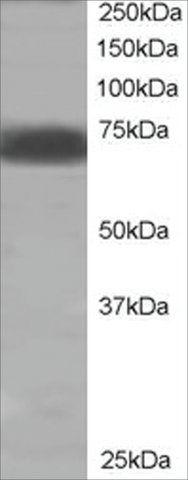 Anti-SHP2/PTPN11 antibody produced in goat