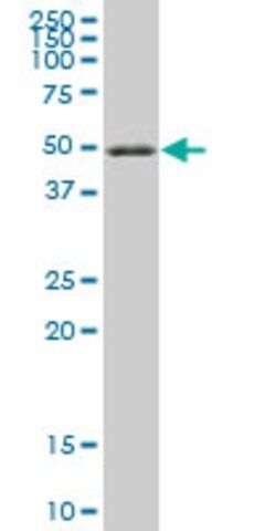 ANTI-RXRA antibody produced in mouse