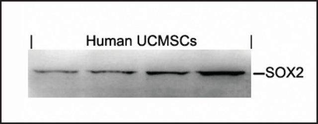Anti-SOX2 antibody produced in rabbit