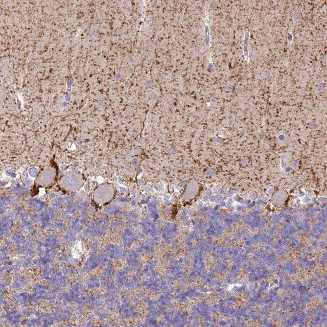 Anti-SLC6A1 antibody produced in rabbit