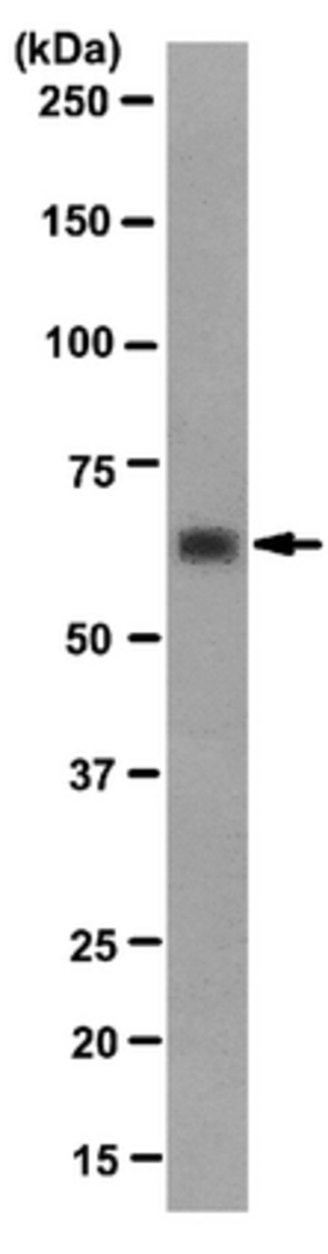 Anti-SHP-1 Antibody, clone HG213, rabbit monoclonal