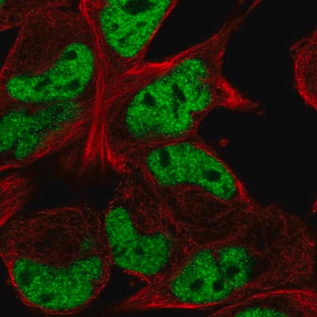 Anti-TCF12 antibody produced in rabbit