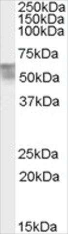 Anti-THRA antibody produced in goat