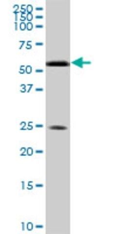 ANTI-RXRA antibody produced in mouse