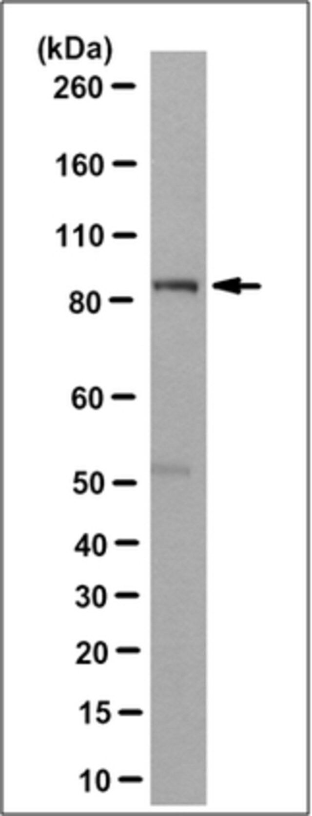 Anti-Rsk1 Antibody, clone 3G5.1