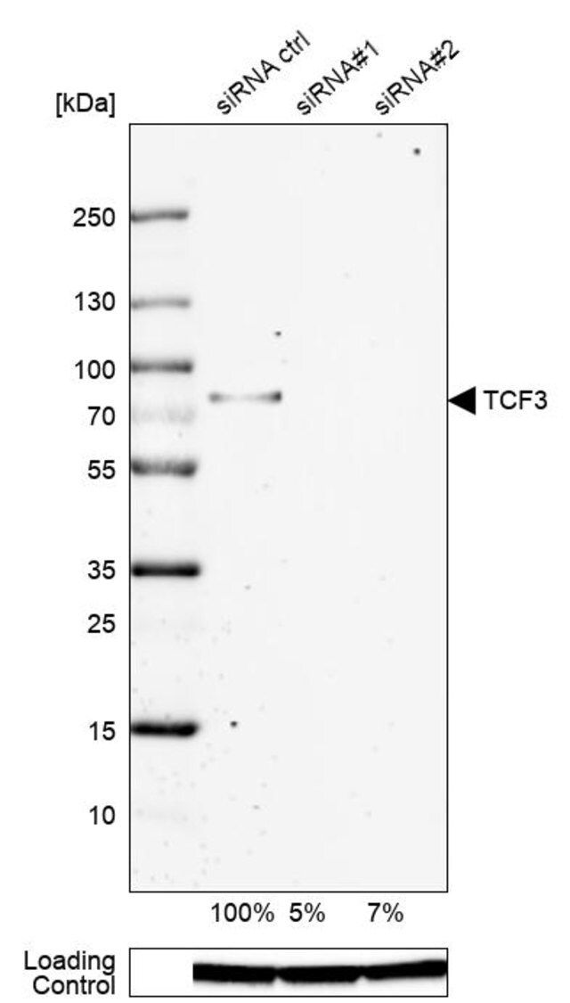 Anti-TCF3 antibody produced in rabbit