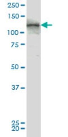ANTI-TEK antibody produced in mouse