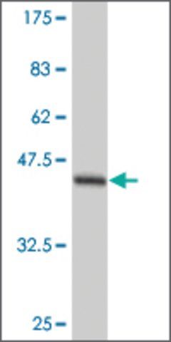 ANTI-TEK antibody produced in mouse