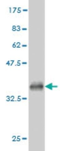 ANTI-TEK antibody produced in mouse