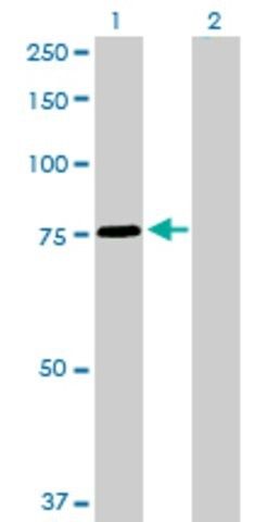 Anti-SNX1 antibody produced in rabbit