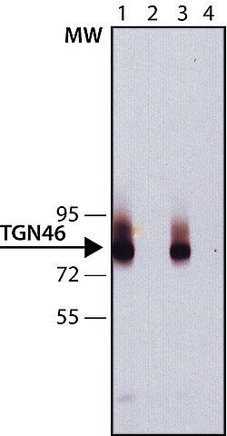 Anti-TGN46 antibody, Mouse monoclonal