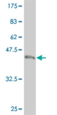 ANTI-TEK antibody produced in mouse