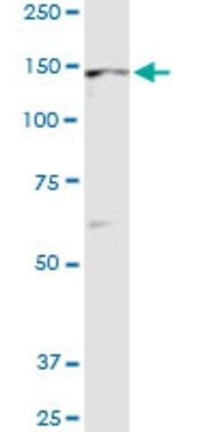ANTI-TIE1 antibody produced in mouse