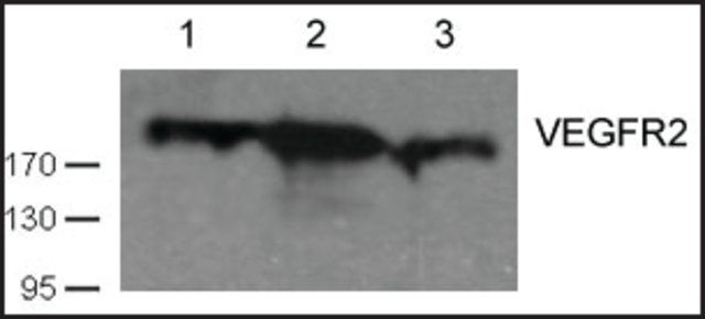 Anti-VEGFR2 (Ab-1059) antibody produced in rabbit