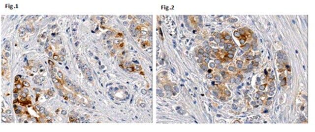 Anti-VEGF 165b Antibody, clone 56/1