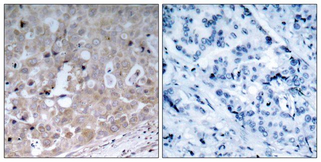 Anti-VEGFR2 antibody produced in rabbit