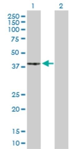 Anti-PRKACG antibody produced in rabbit