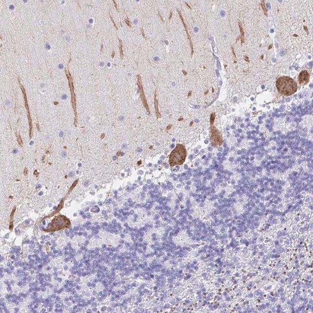 Anti-PRKCG antibody produced in rabbit
