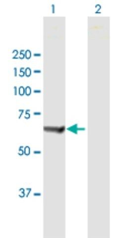 Anti-PTPN6 antibody produced in mouse