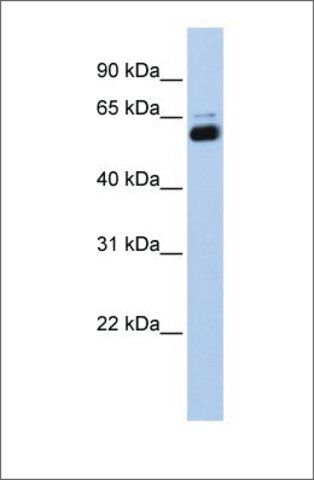 Anti-RXRA (ab1) antibody produced in rabbit