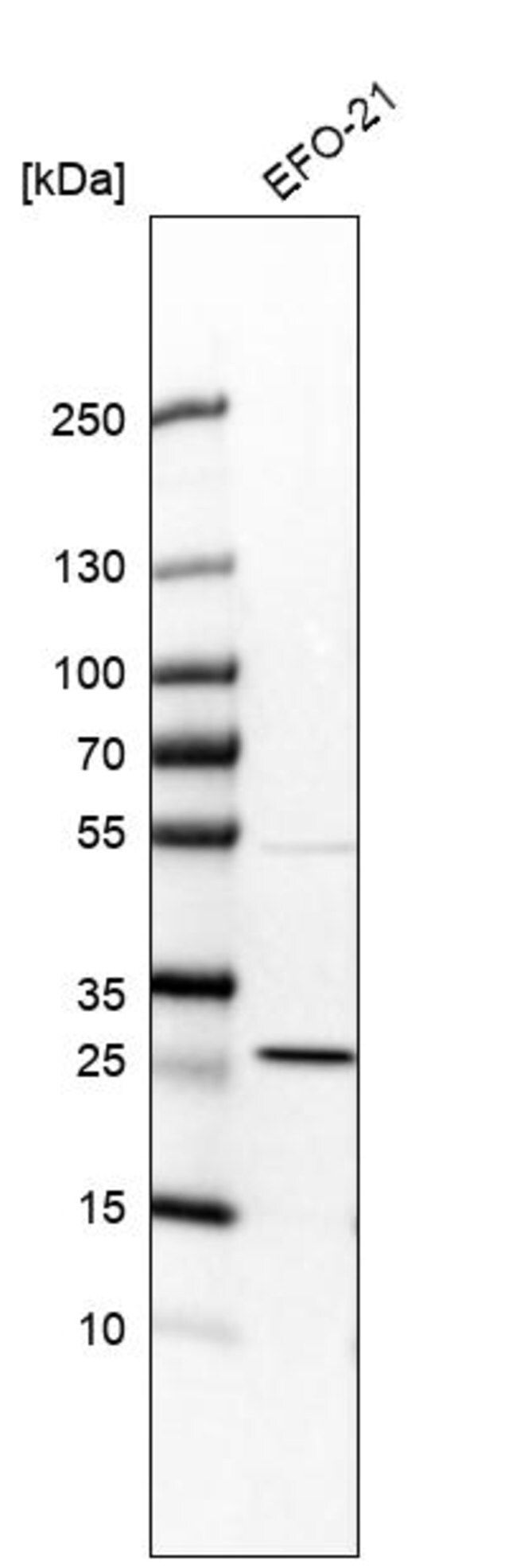 Anti-Rit1 antibody produced in rabbit