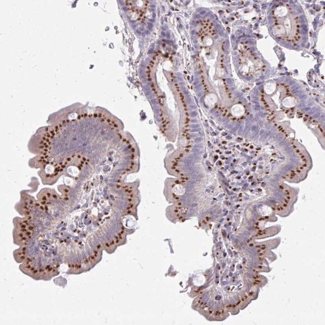 Anti-RAB6A antibody produced in rabbit